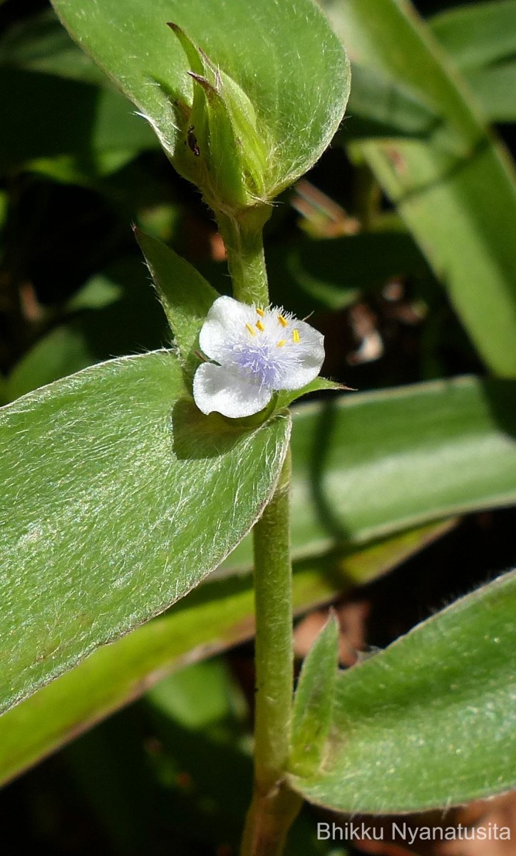 Cyanotis villosa (Spreng.) Schult. & Schult.f.